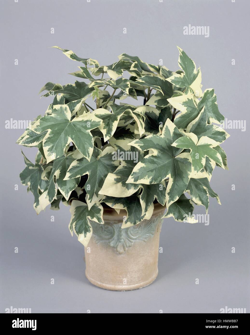 Houseplants - Araliaceae - Fat Headed Lizzie (Fatshedera lizei variegata) Stock Photo