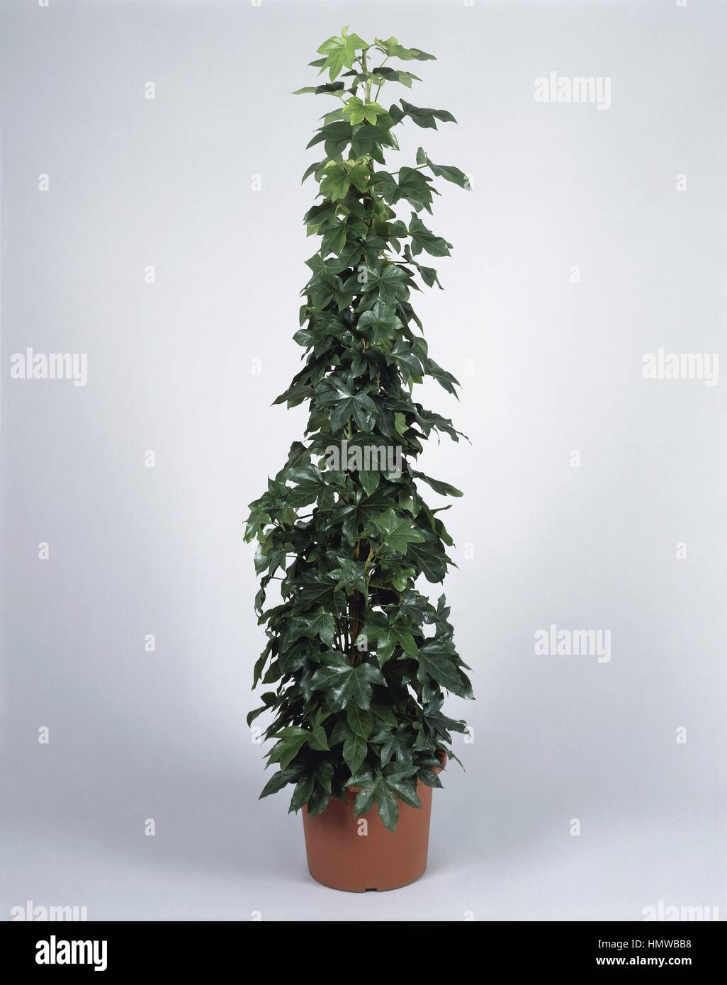 Houseplants - Araliaceae - Tree ivy (Fatshedera lizei) Stock Photo