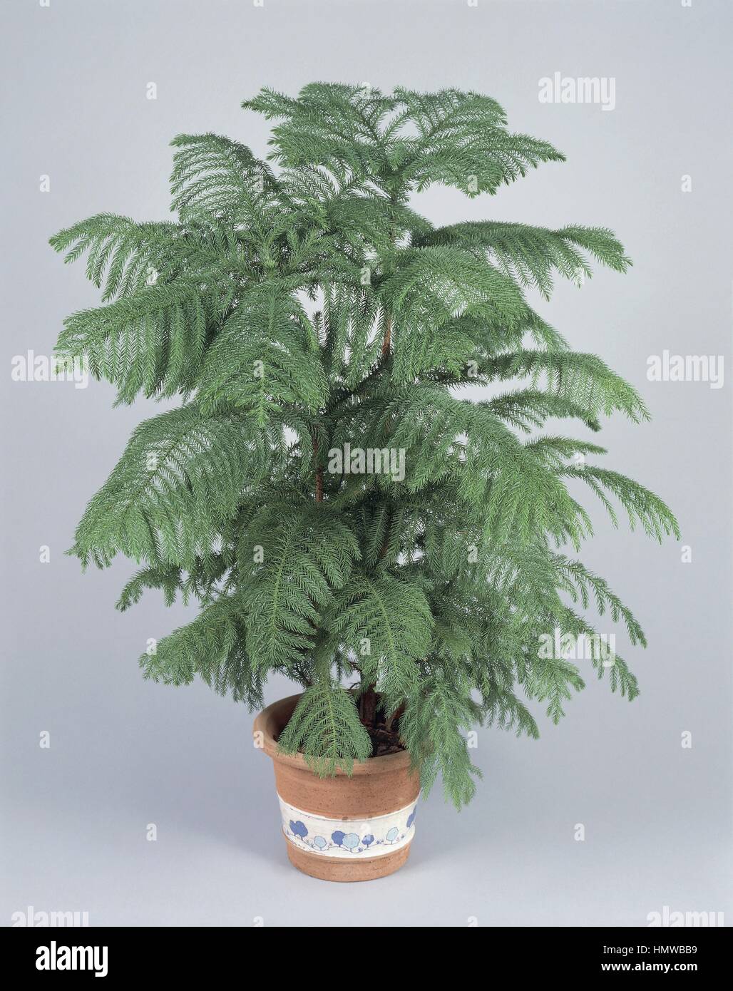 Houseplants - Araucariaceae. Norfolk Island pine (Araucaria heterophylla) Stock Photo