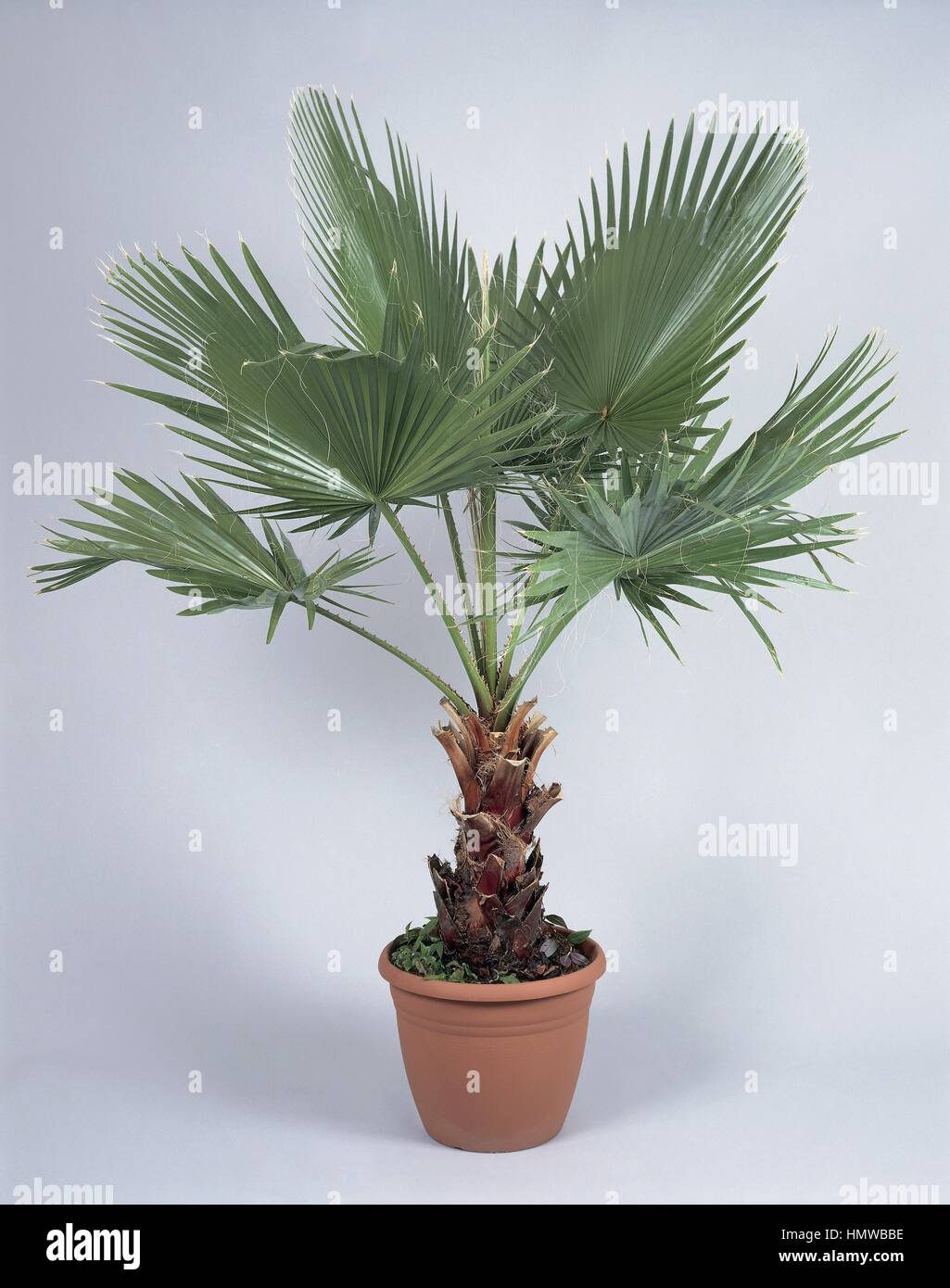 Washingtonia robusta pot hi-res stock photography and images - Alamy