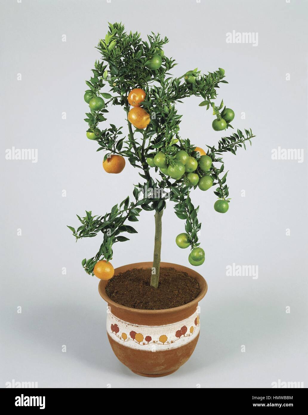 Houseplants - Rutaceae. Myrtleleaf orange or Chinotto (Citrus myrtifolia) Stock Photo