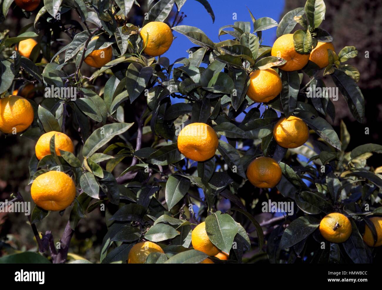 Bitter orange or Seville orange (Citrus x aurantium), Rutaceae Stock