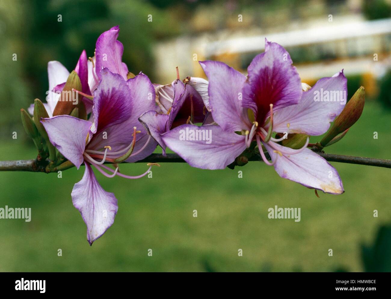 Orchid tree or Camel's Foot Tree (Bauhinia variegata), Fabaceae. Stock Photo