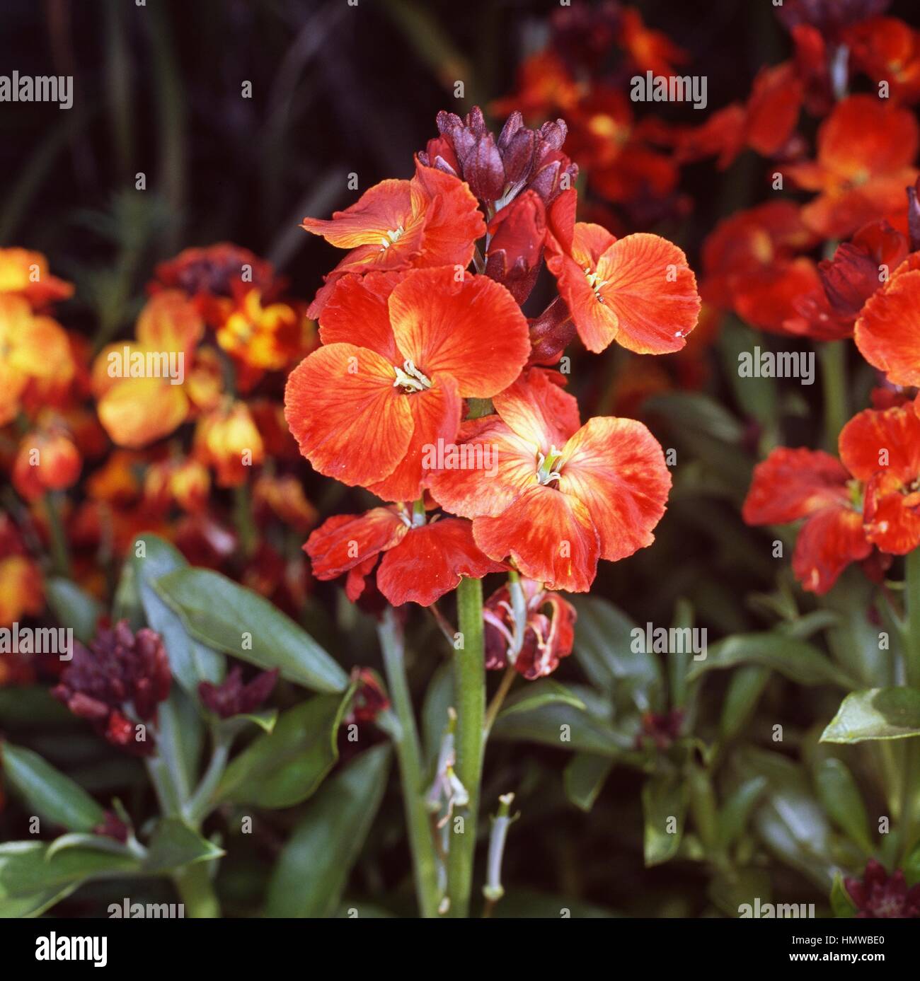 Wallflower (Cheiranthus cheiri),Brassicaceae. Stock Photo