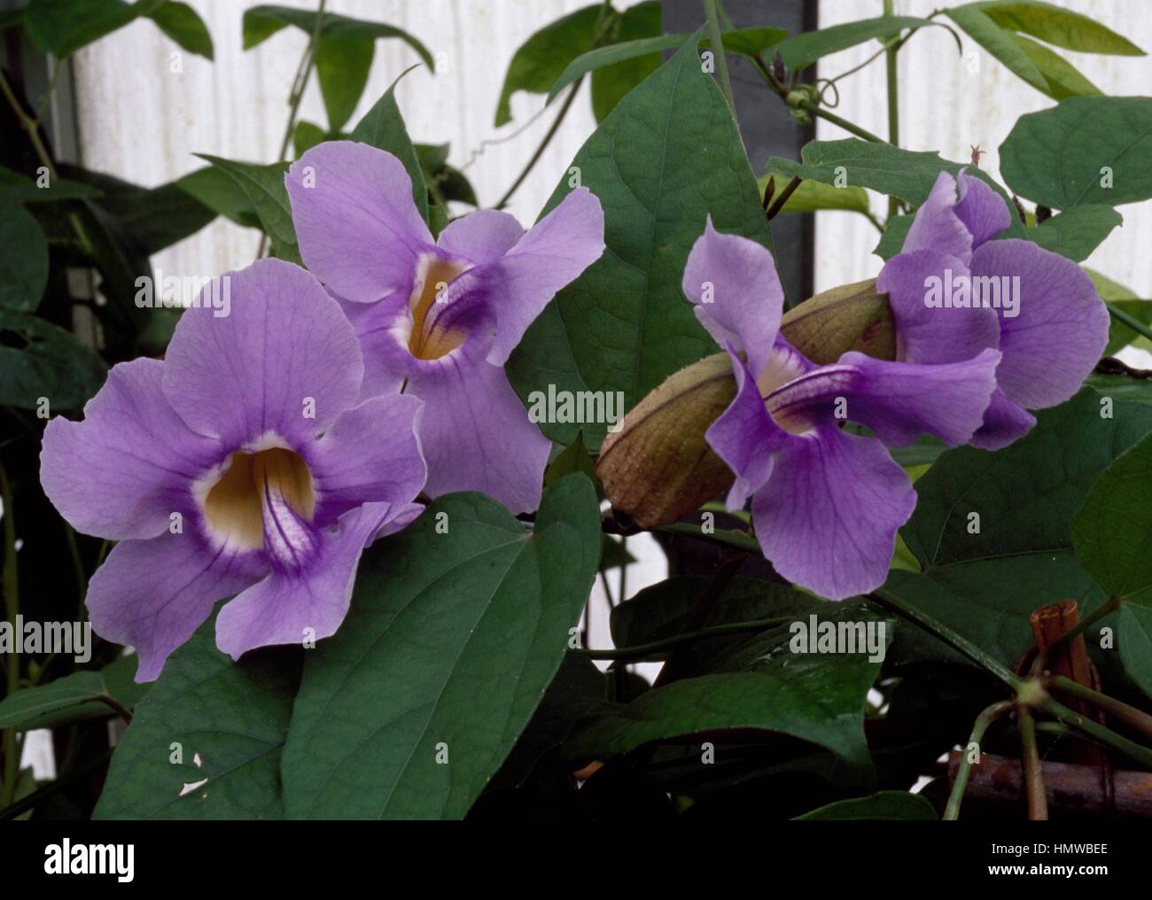 Large-flower Clockvine (Thunbergia grandiflora), Acanthaceae. Stock Photo