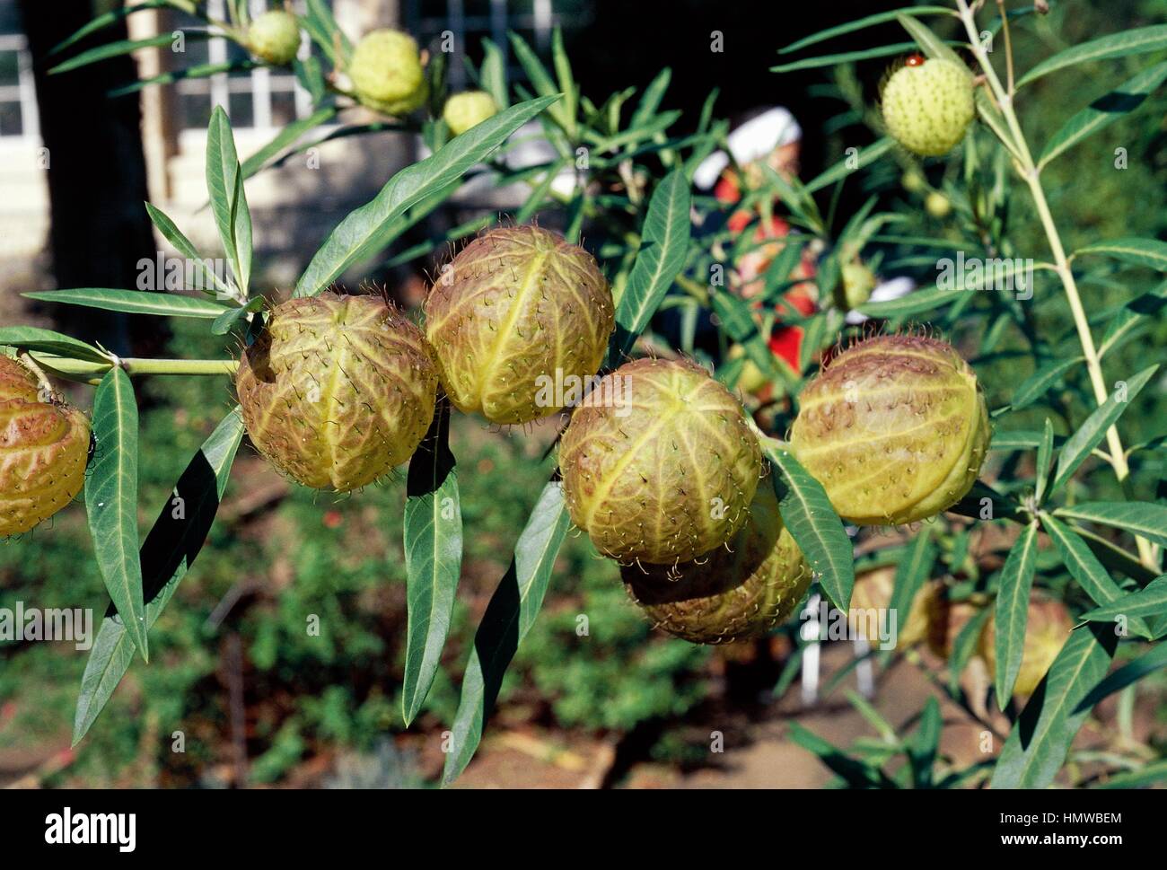 African Milkweed (Asclepias fruticosa), Asclepiadaceae. Stock Photo