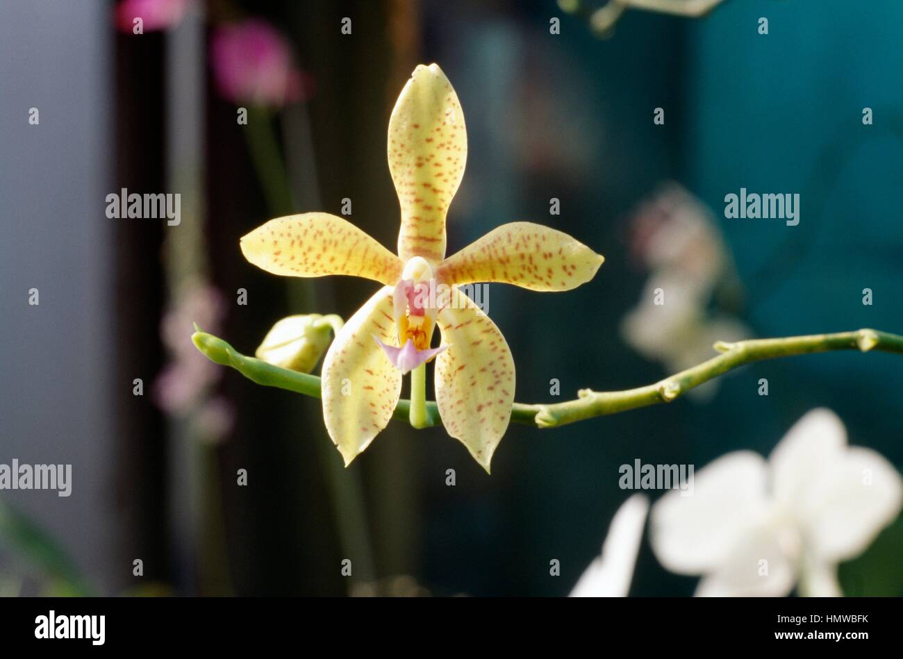 Orchid (Odontoglossum sonnentau x cornu-cervi), Orchidaceae. Stock Photo