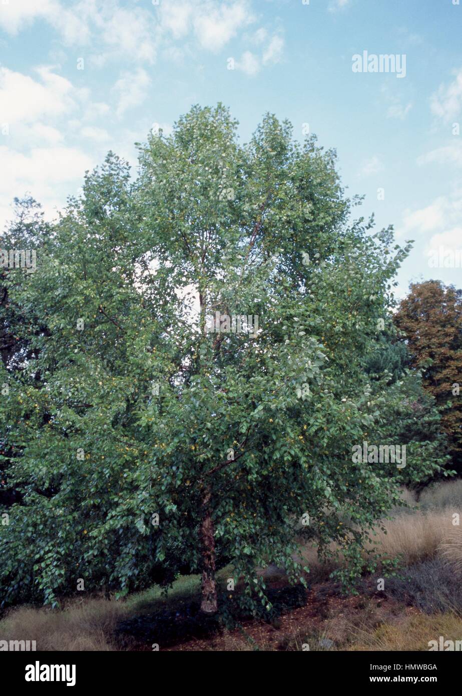 River Birch (Betula nigra), Betulaceae. Stock Photo