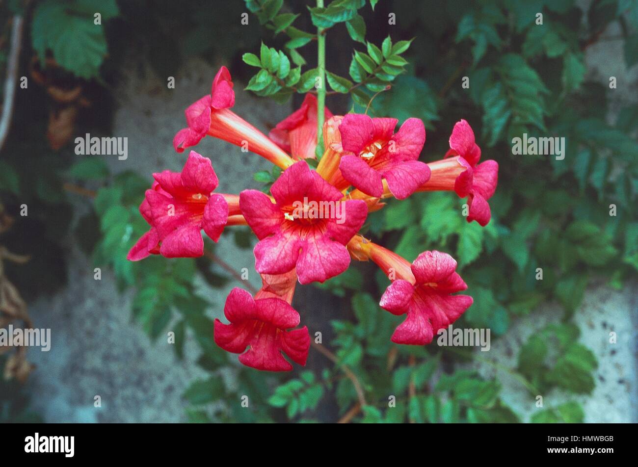 Campis tagliabuana Madame Glen, Bignoniaceae. Stock Photo
