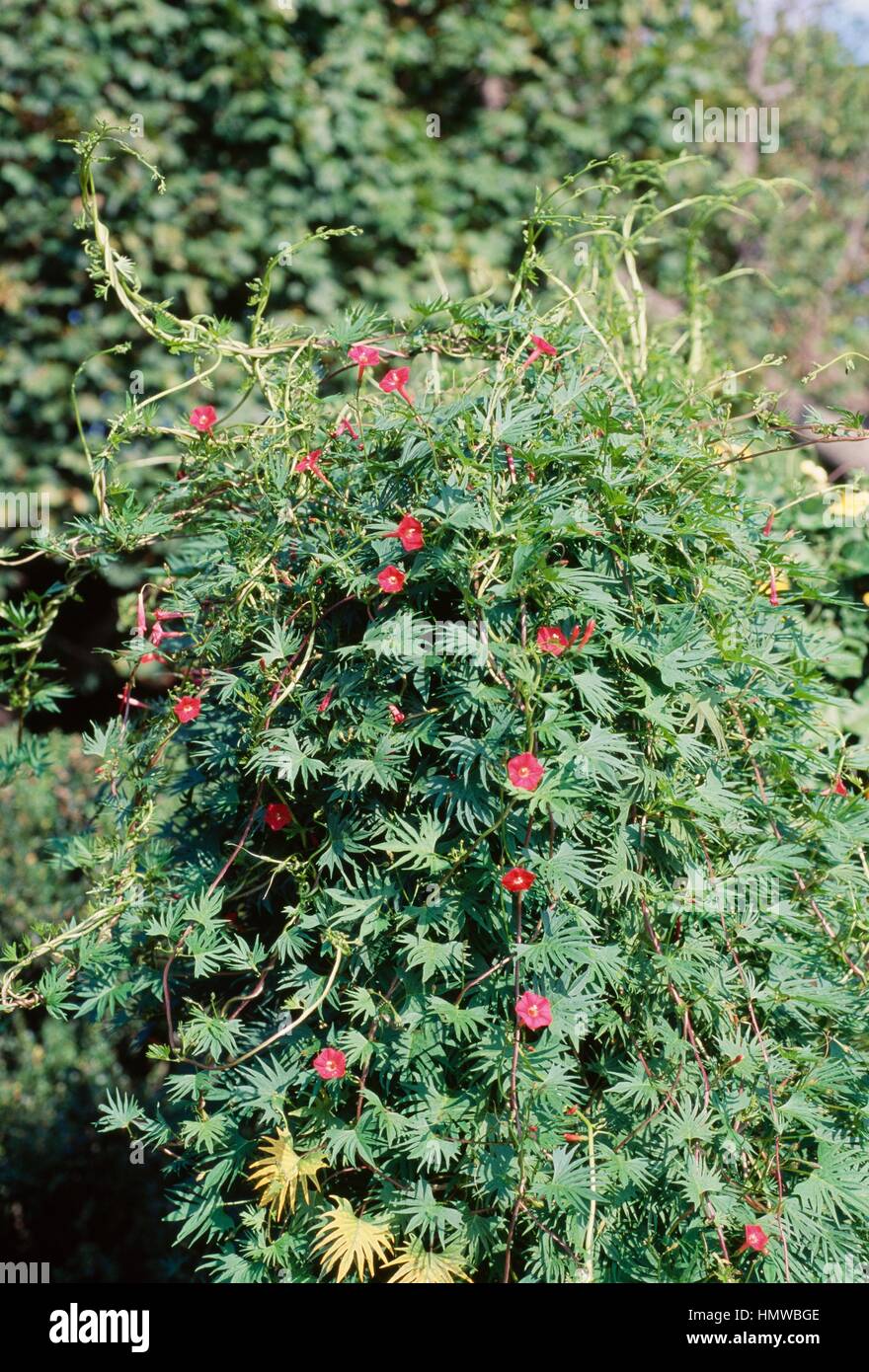 Cardinal climber (Ipomoea multifidua), Convolvulaceae Stock Photo Alamy