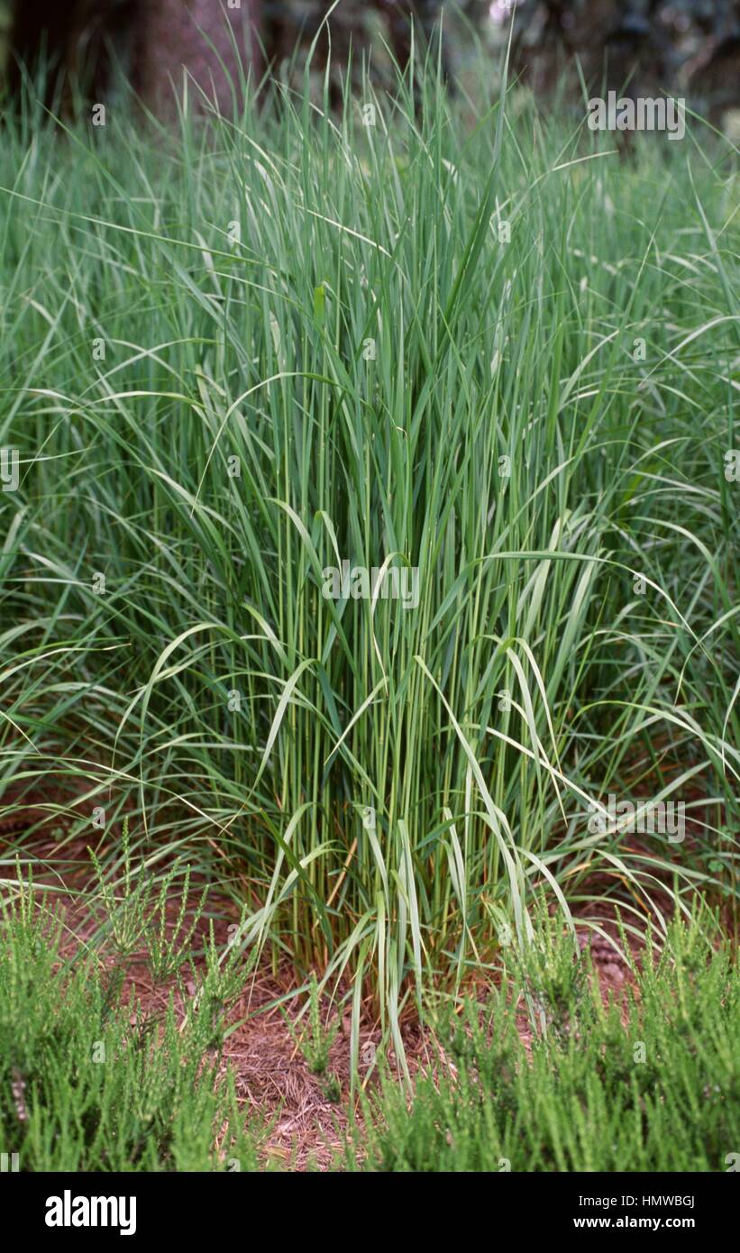 Feather reed grass (Calamagrostis x acutiflora Karl Foerster), Poaceae