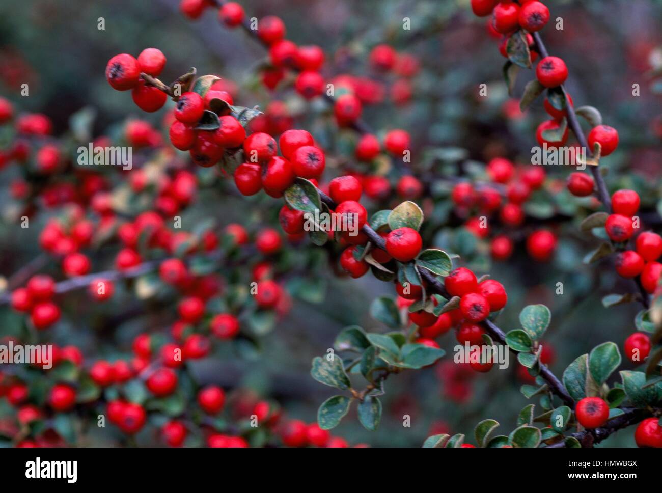 Splendid Cotoneaster (Cotoneaster splendens), Rosaceae. Stock Photo