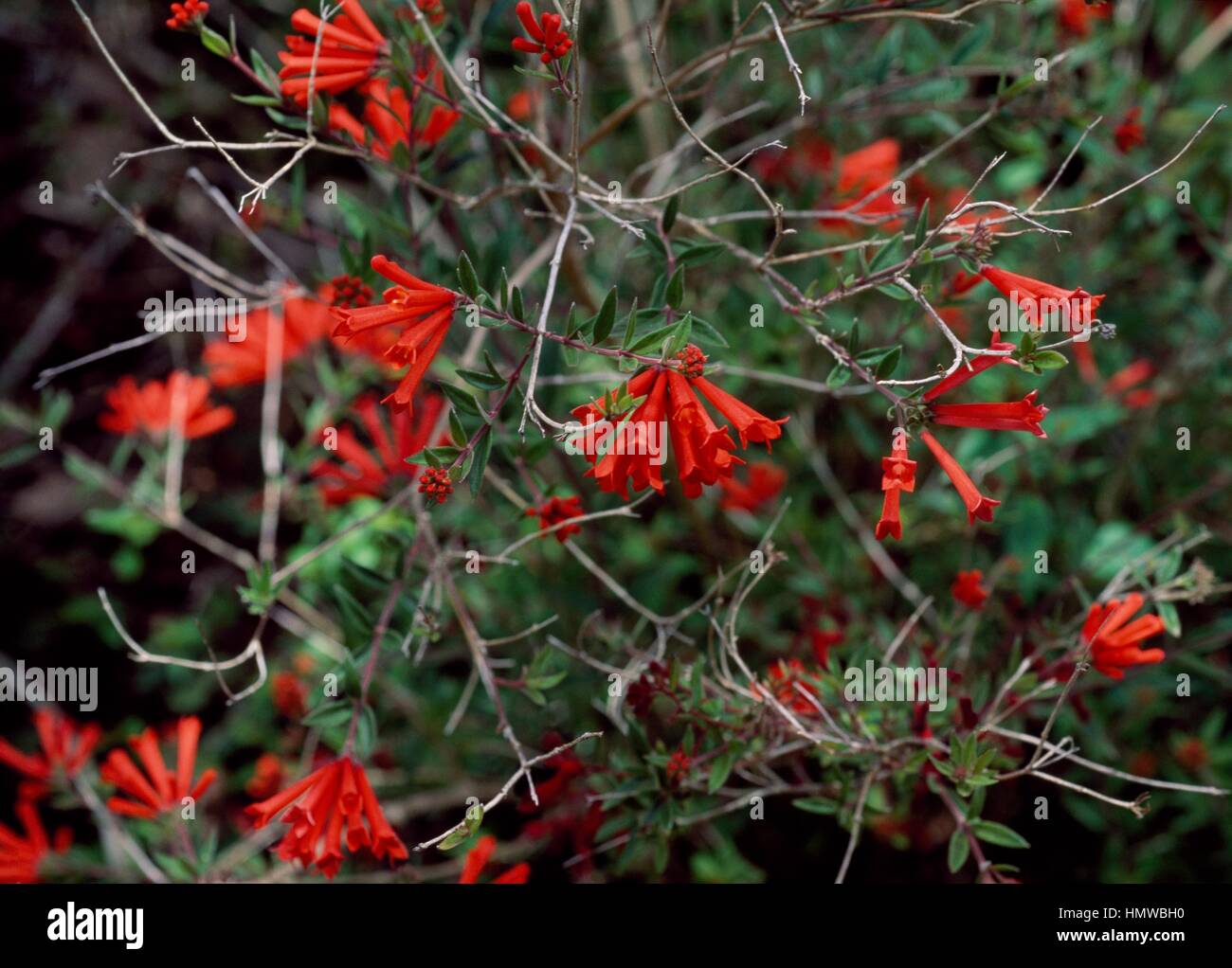 Scarlet Bouvardia (Bouvardia ternifolia), Rubiaceae. Stock Photo