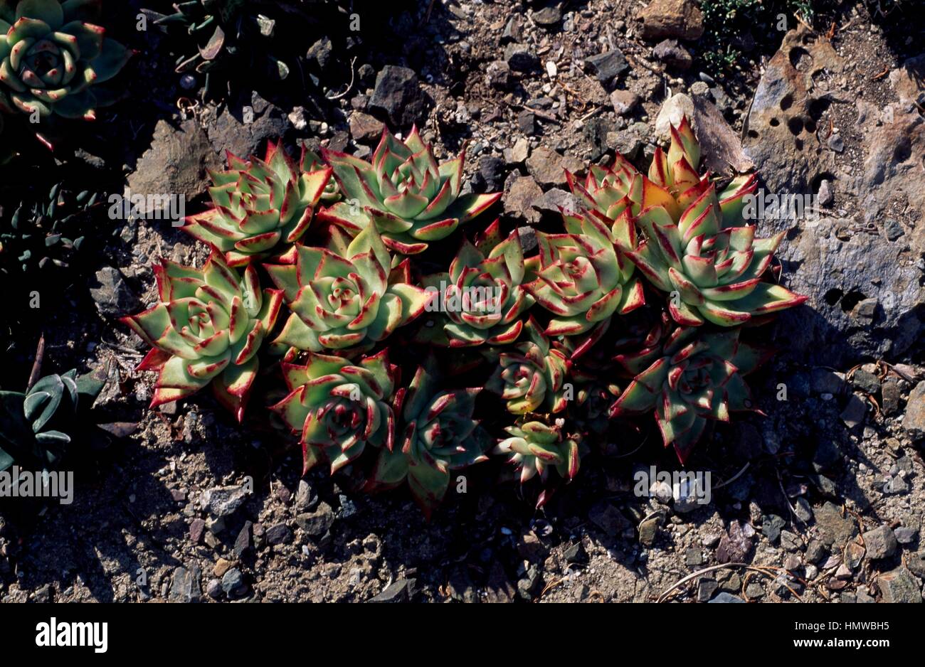 Crested molded wax agave (Echeveria agavoides), Crassulaceae Stock