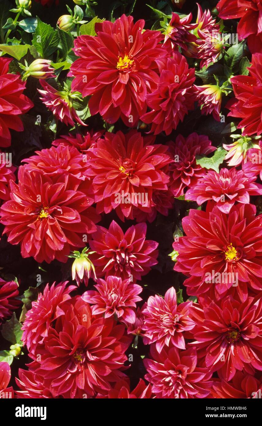 Small Dahlia (Dahlia sp), decorative dahlias, Asteraceae. Stock Photo