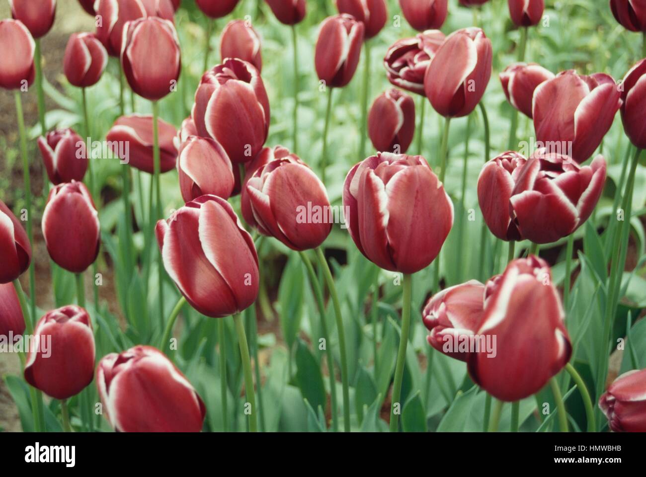 Tulipa arabian mystery hi-res stock photography and images - Alamy