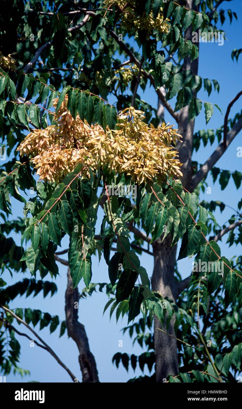 Simaroubaceae hi-res stock photography and images - Alamy