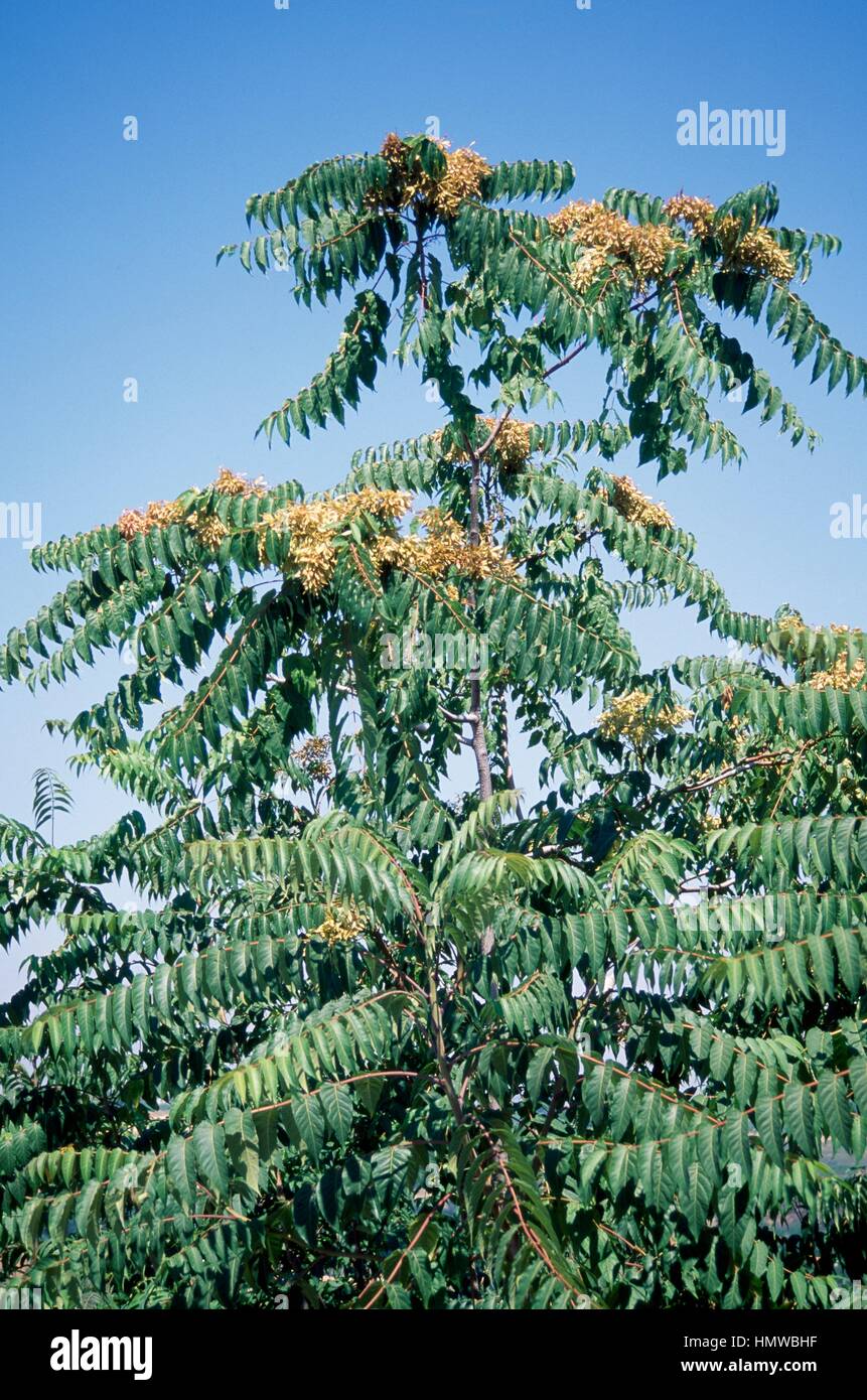 Simaroubaceae hi-res stock photography and images - Alamy