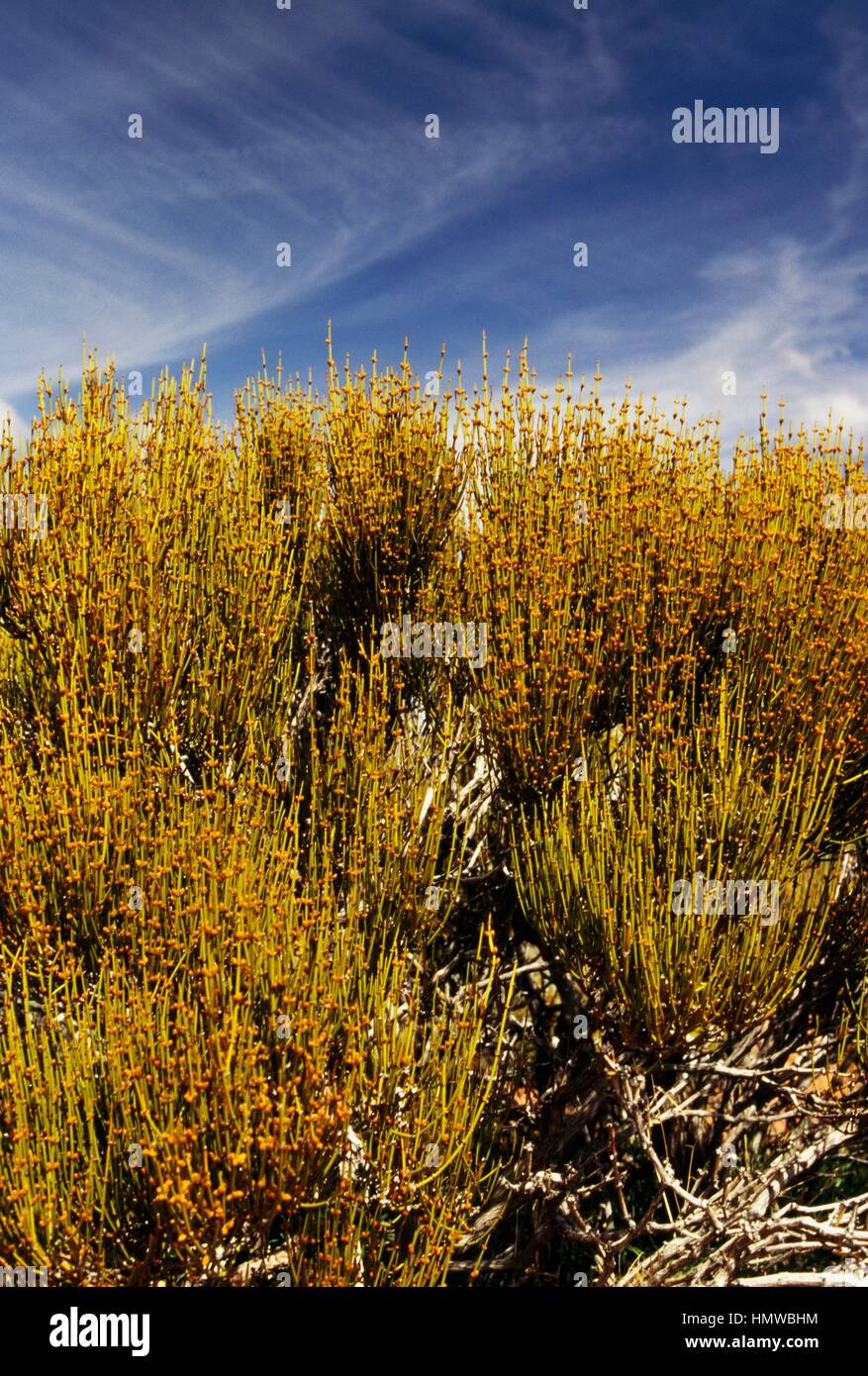 Ephedra (Ephedra sp), Ephedraceae Stock Photo Alamy