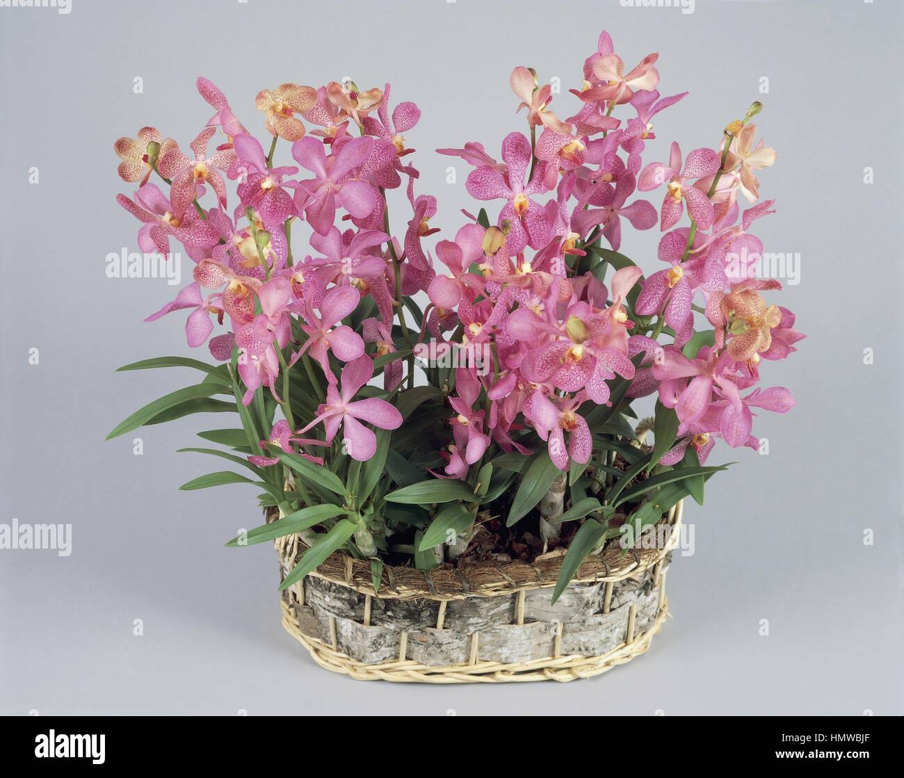 Venus flower basket hires stock photography and images Alamy