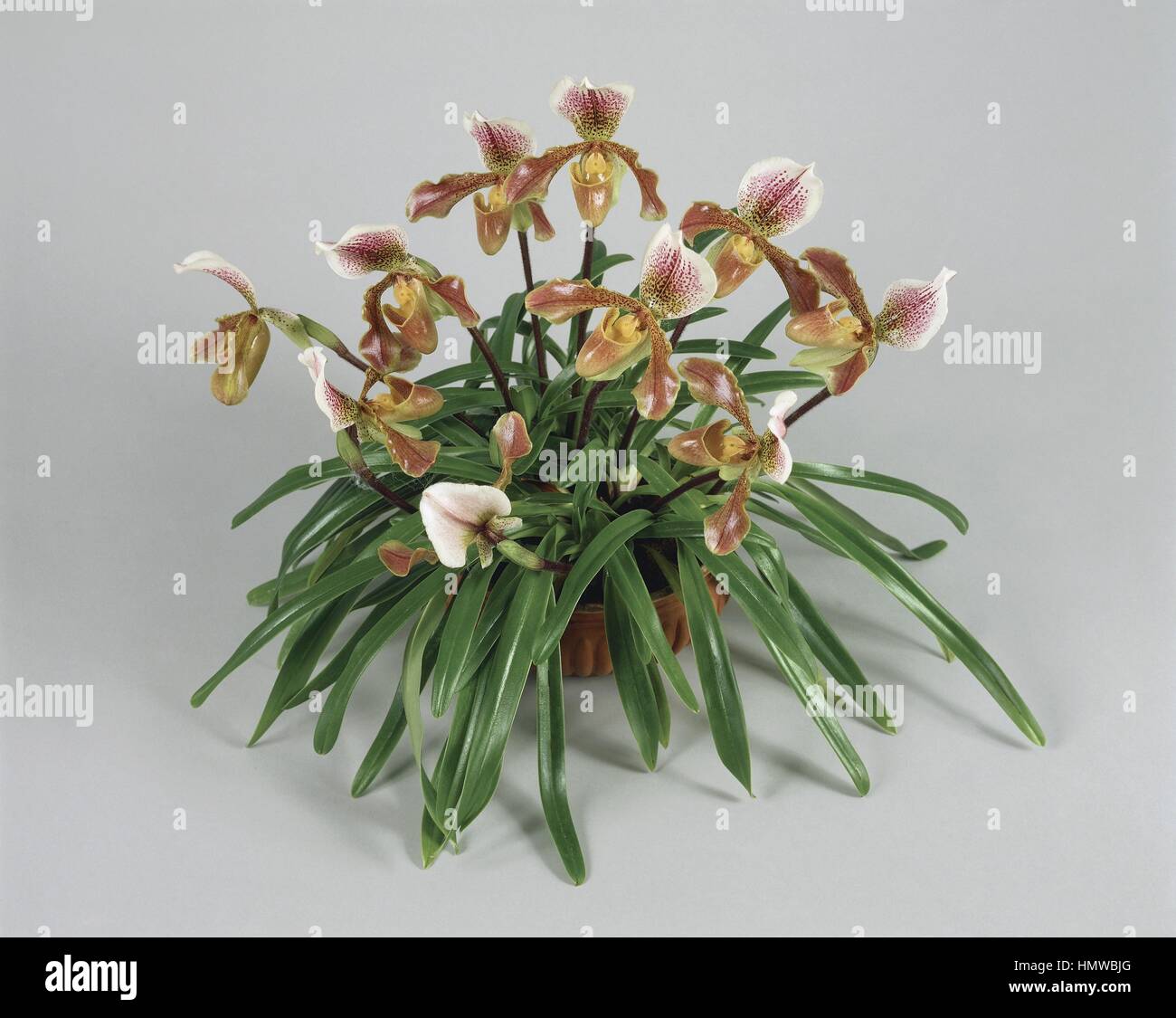 Houseplants - Orchidaceae. Venus' slipper (Paphiopedilum concolor) Stock Photo