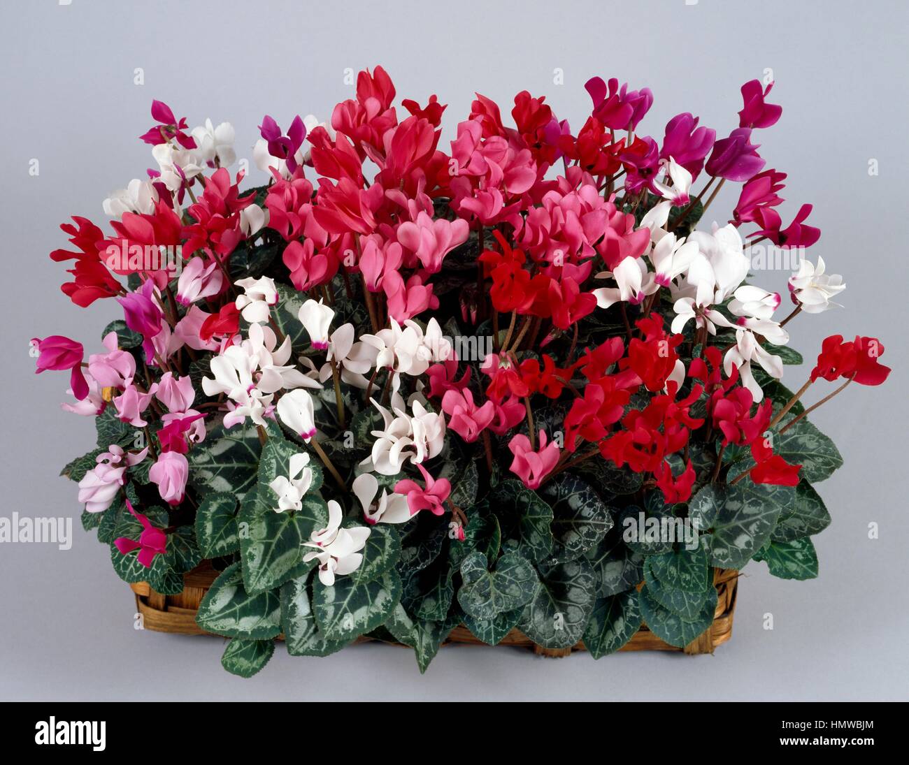 Cyclamen persicum mini hi-res stock photography and images - Alamy