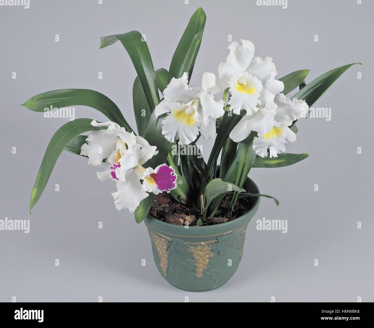 Houseplants - Orchidaceae. Cattleya Stock Photo