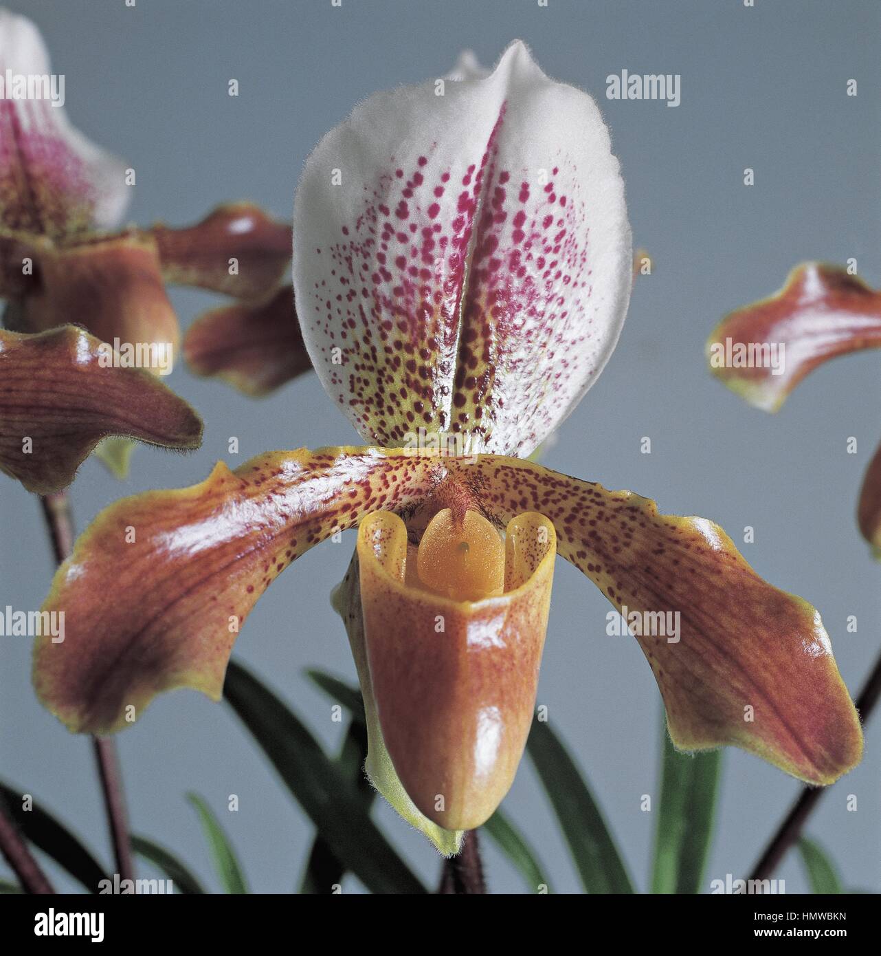 Botany - Orchidaceae. Venus' slipper (Paphiopedilum concolor) Stock Photo