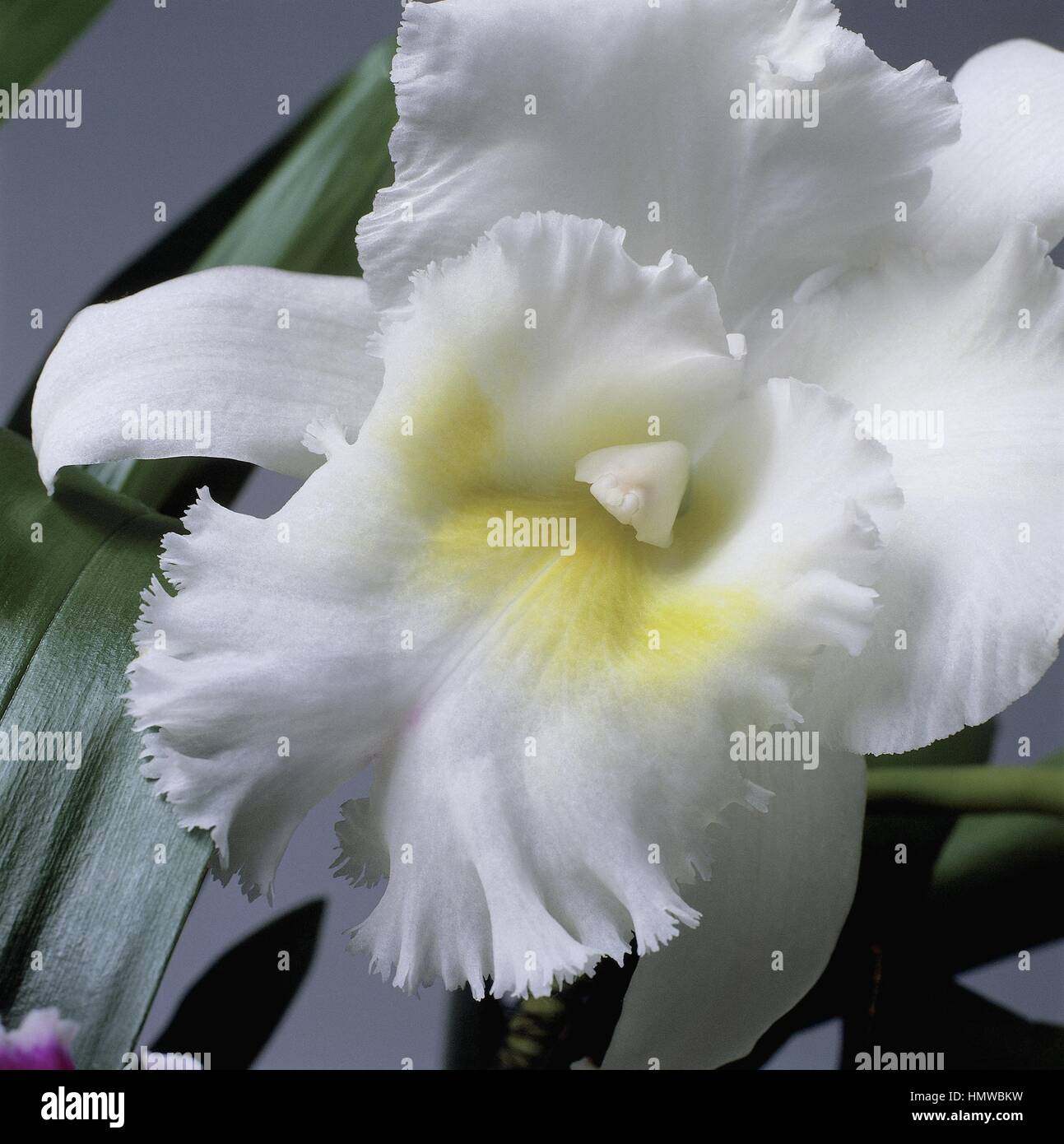 Botany - Orchidaceae. Cattleya Stock Photo