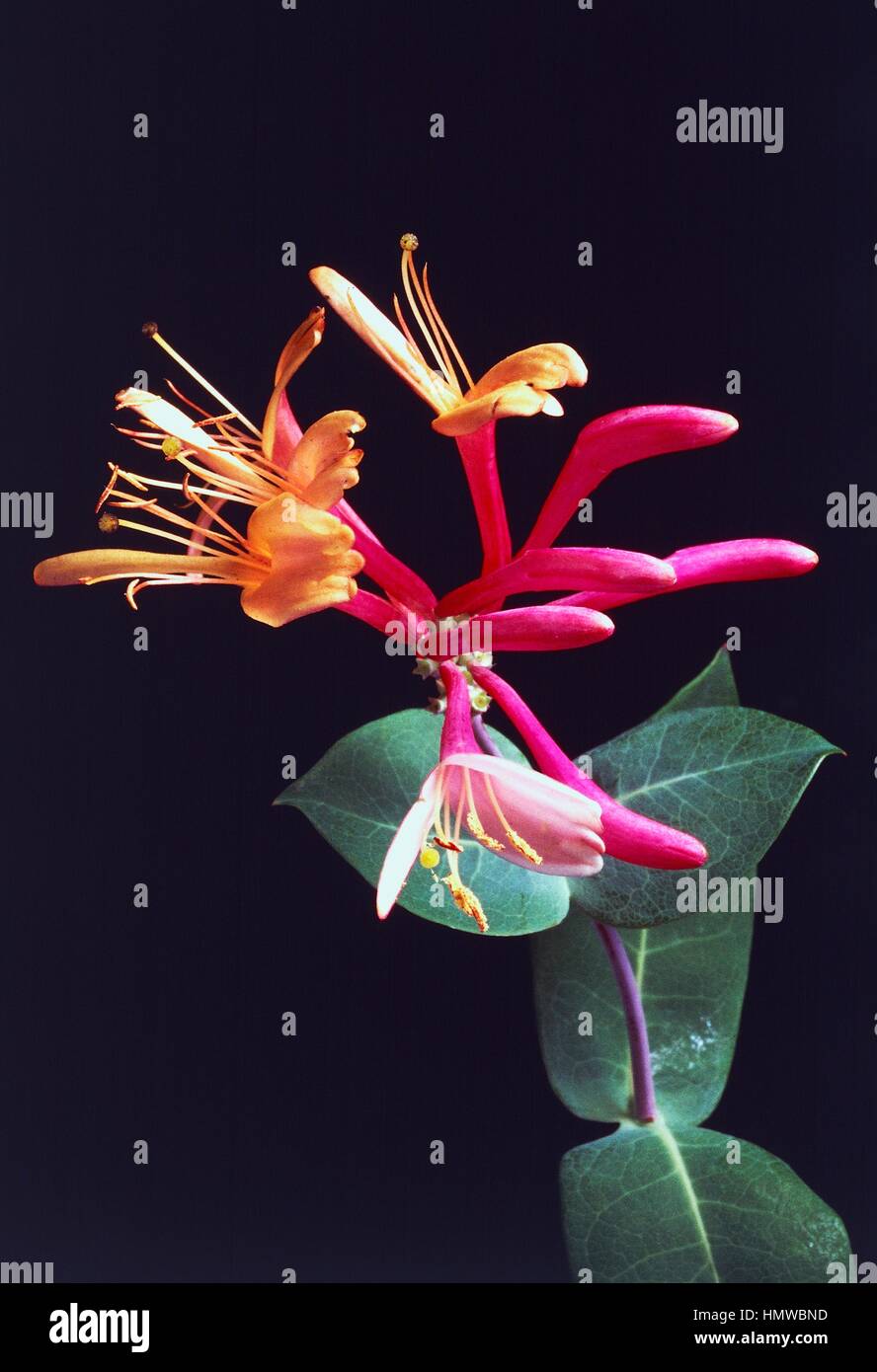 Honeysuckle (Lonicera caprifolium italica or Lonicera x americana), Caprifoliaceae. Stock Photo