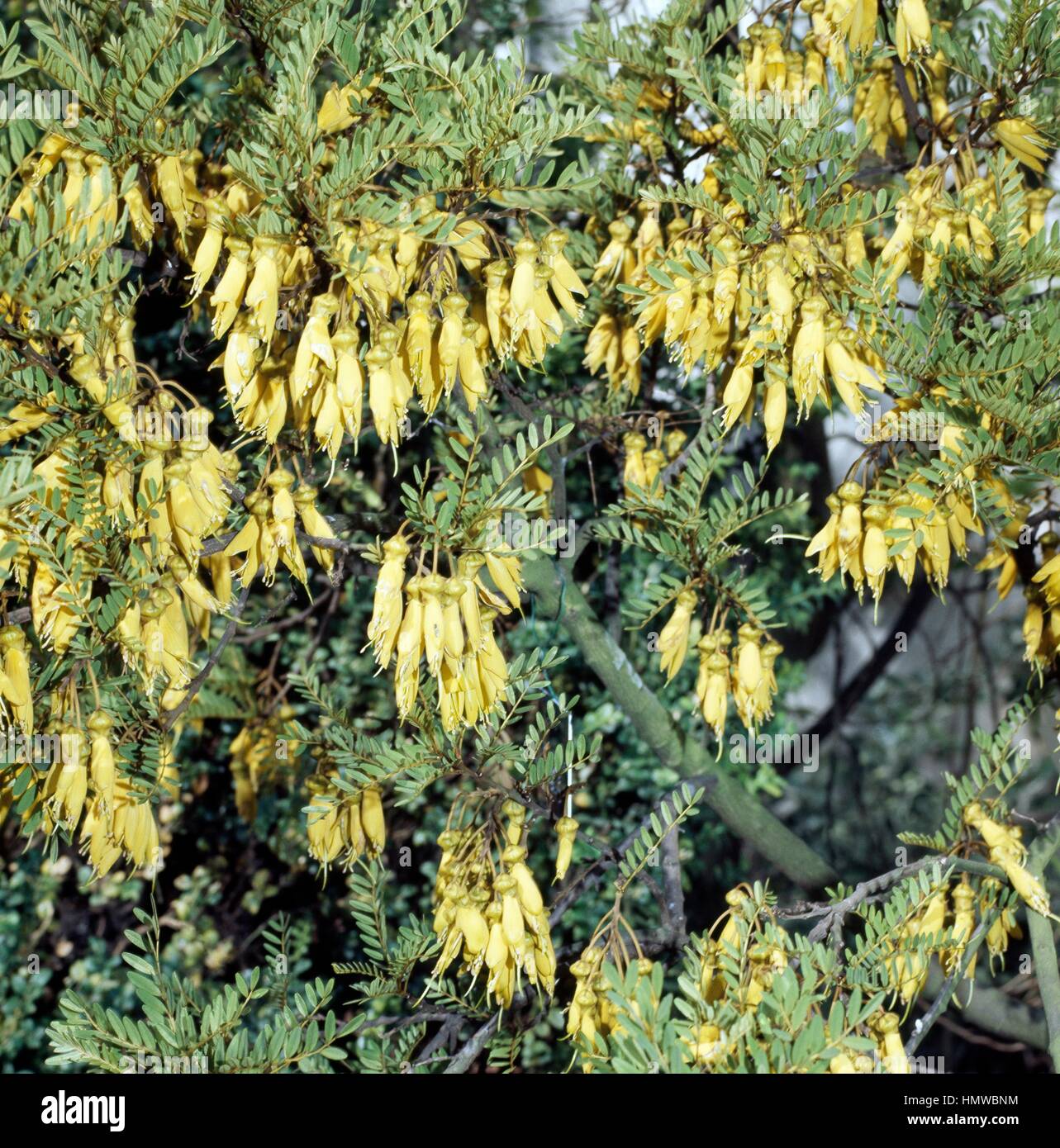 Sophora in bloom (Sophora tetraptera), Fabaceae-Leguminosae. Stock Photo