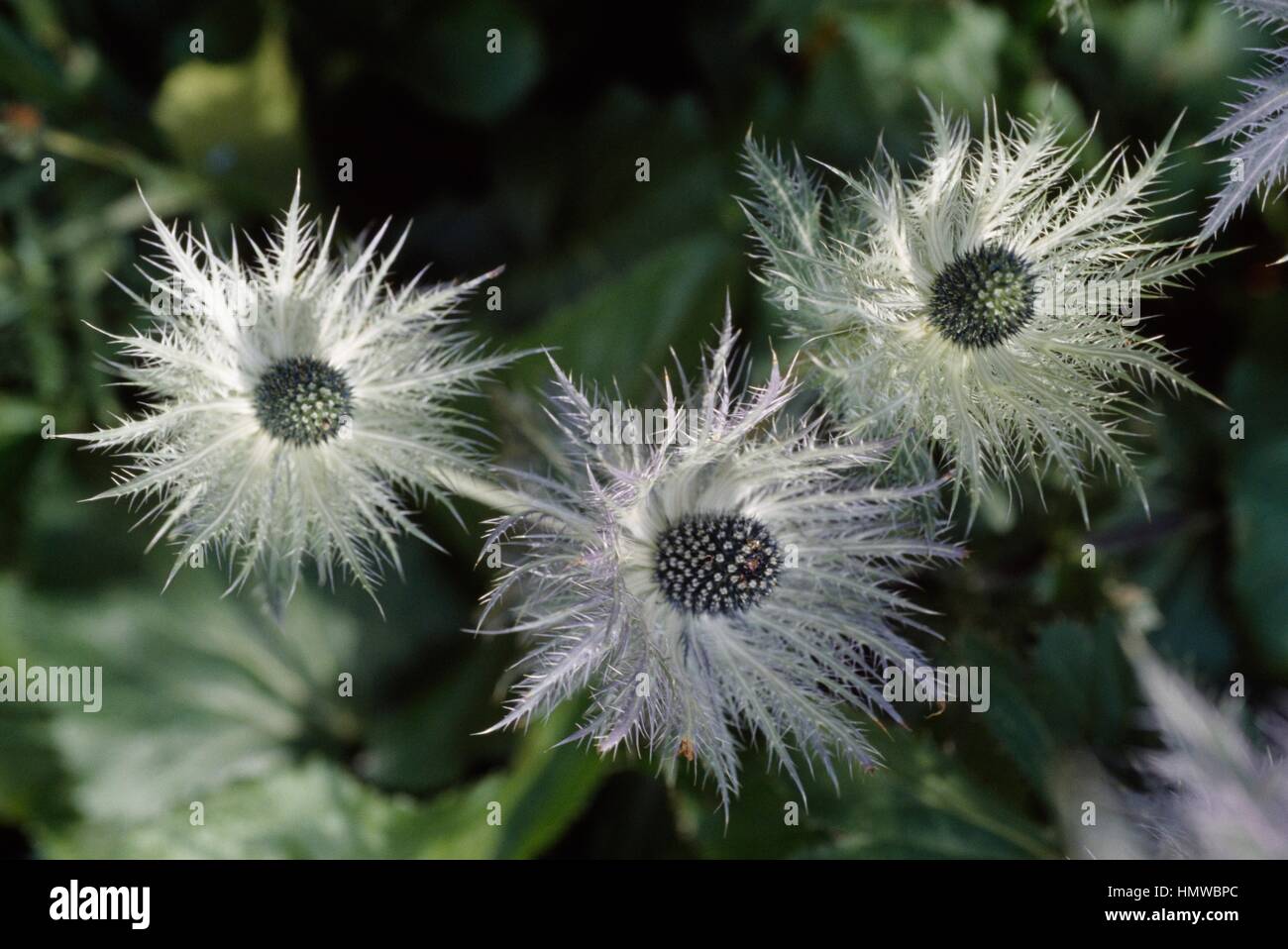 Eryngium spinalba, Apiaceae. Stock Photo