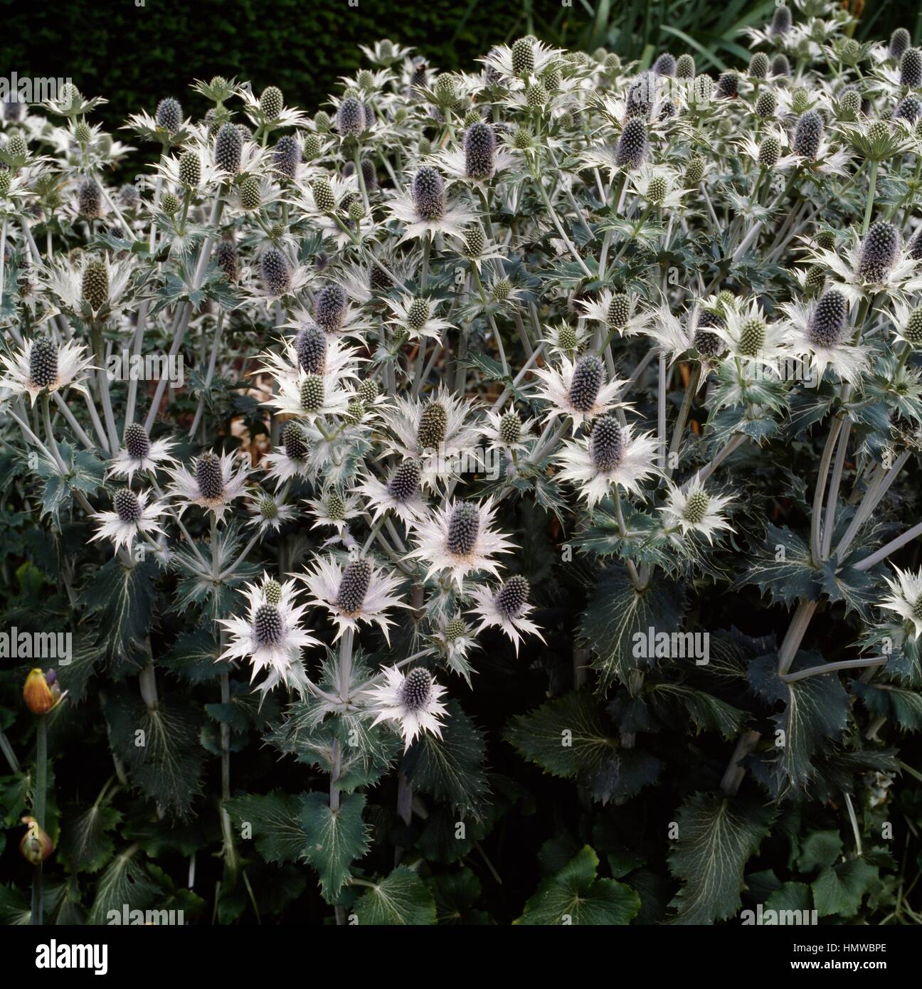 Giant sea holly (Eryngium giganteum), Apiaceae Stock Photo Alamy