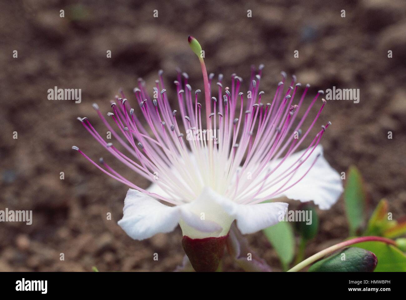 Flower of Caper (Capparis spinosa), Capparaceae. Stock Photo