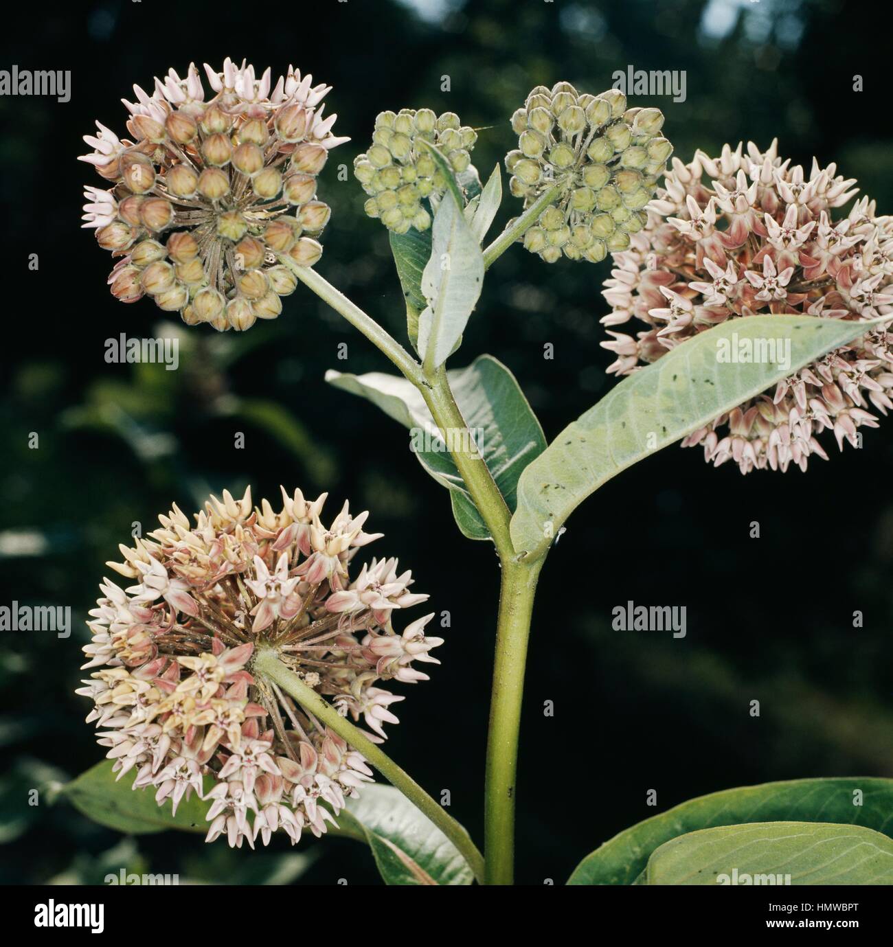 Showy Milkweed (Asclepias speciosa), Apocynaceae. Stock Photo