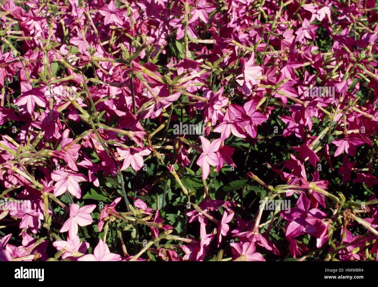 Jasmine Tobacco (Nicotiana alata), Solanaceae Stock Photo Alamy