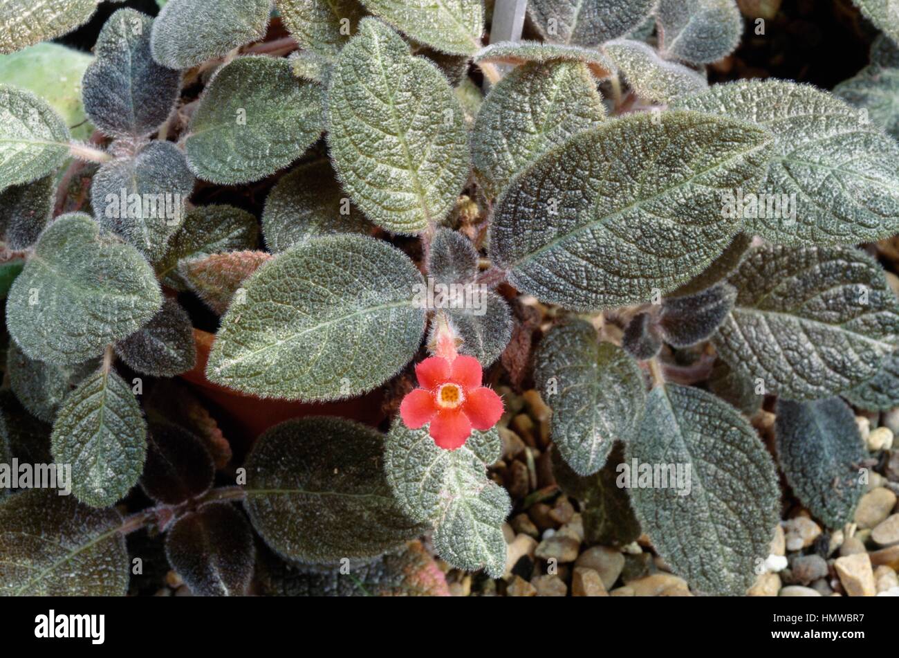 Flame violet (Episcia cupreata Neptuna), Gesneriaceae. Stock Photo