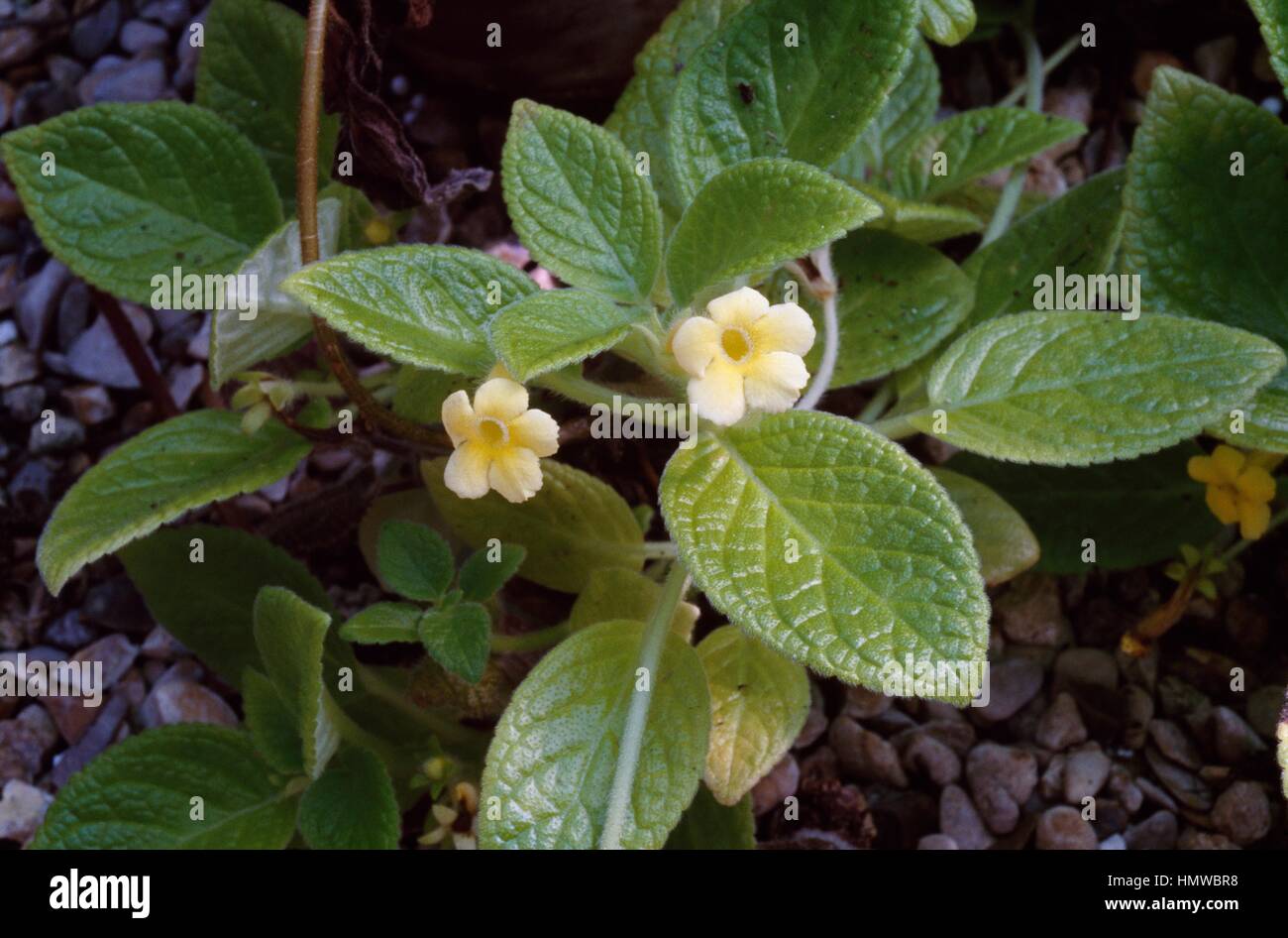 Flame violet (Episcia cupreata), Gesneriaceae. Stock Photo