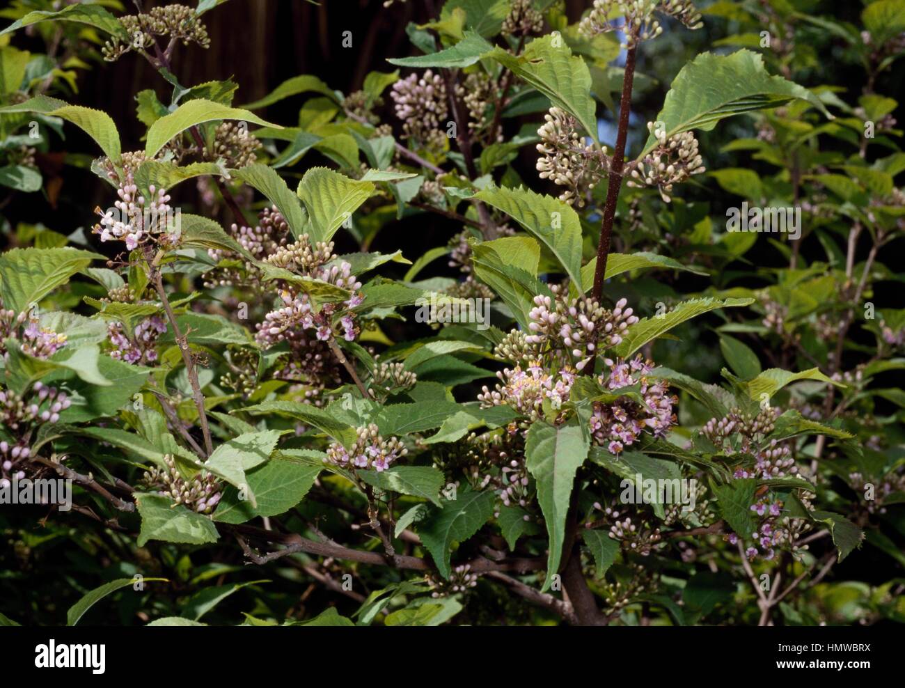 Callicarpa rubella, Verbenaceae. Stock Photo