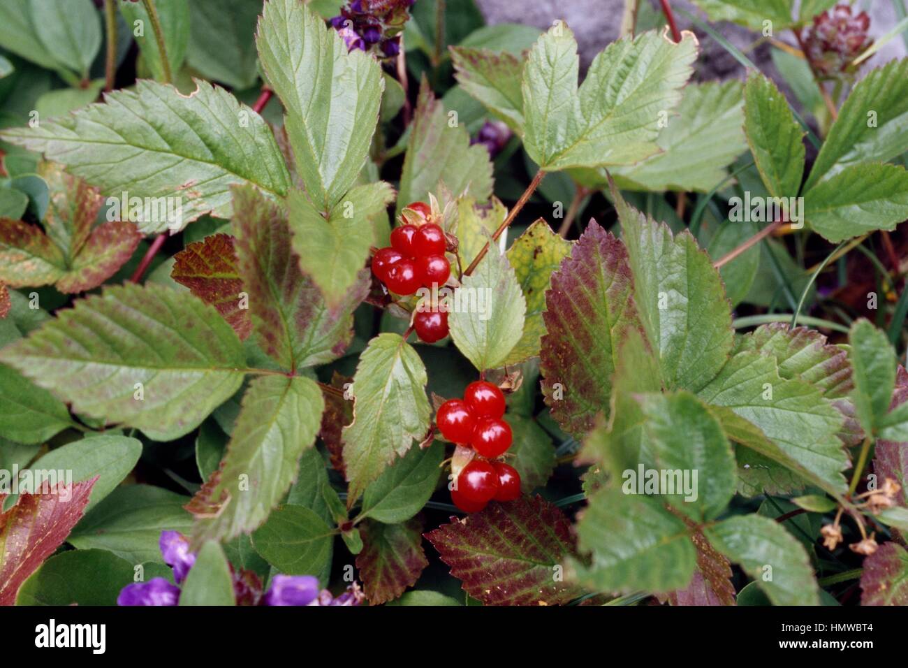 Fuchsia-flower Gooseberry (Ribes speciosum), Grossulariaceae. Stock Photo