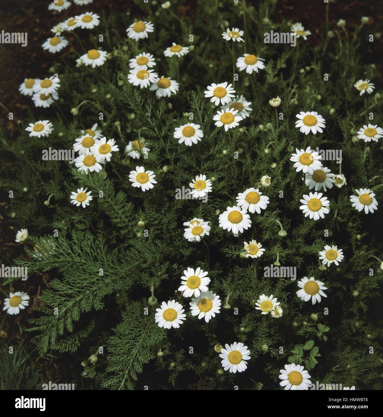 Botany - Asteraceae. Roman camomile (Anthemis nobilis) Stock Photo