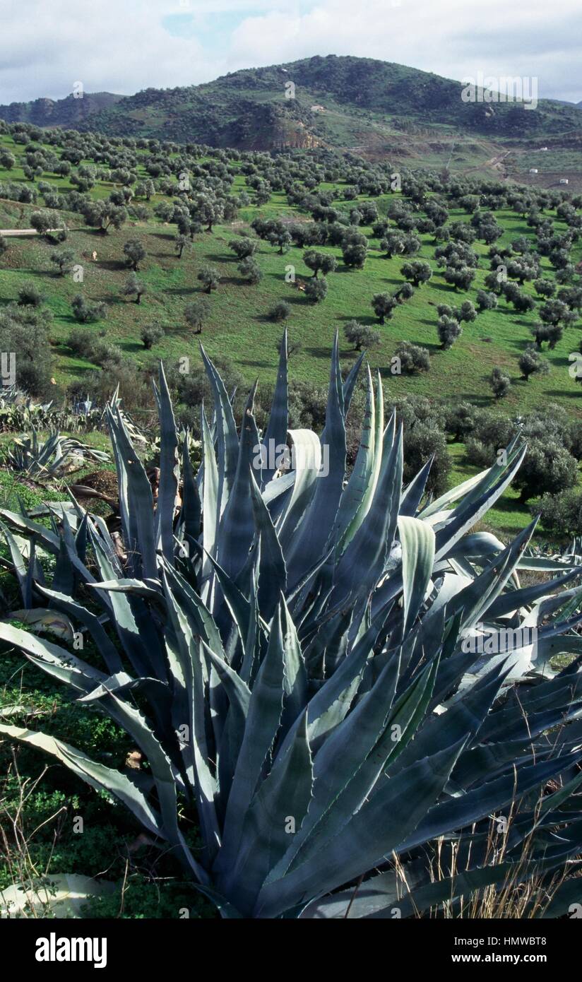 agave victoriae-reginae variegata Agave victoriae-reginae 'Queen Victoria' Variegated main image 0