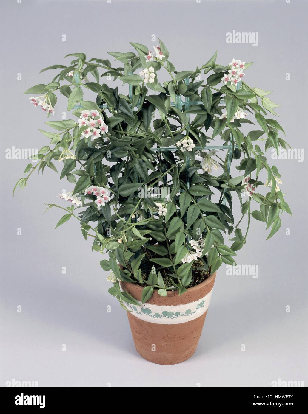 Houseplants - Asclepiadaceae. Hoya (Hoya bella) Stock Photo