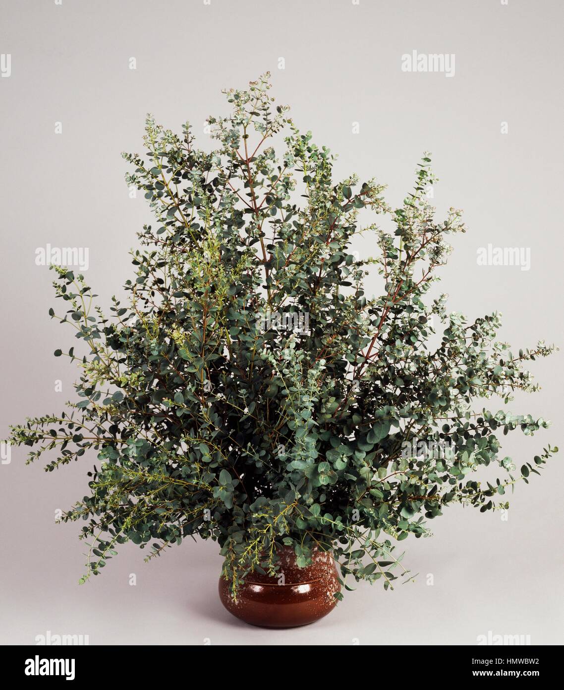 Broad-leaved ribbon gum, Mountain gum or Seven-flowered mountain gum (Eucalyptus dalrympleana), Myrtaceae. Stock Photo