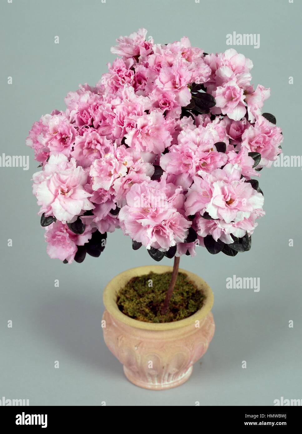 Round-leaved rhododendron (Rhododendron orbiculare), Ericaceae. Stock Photo