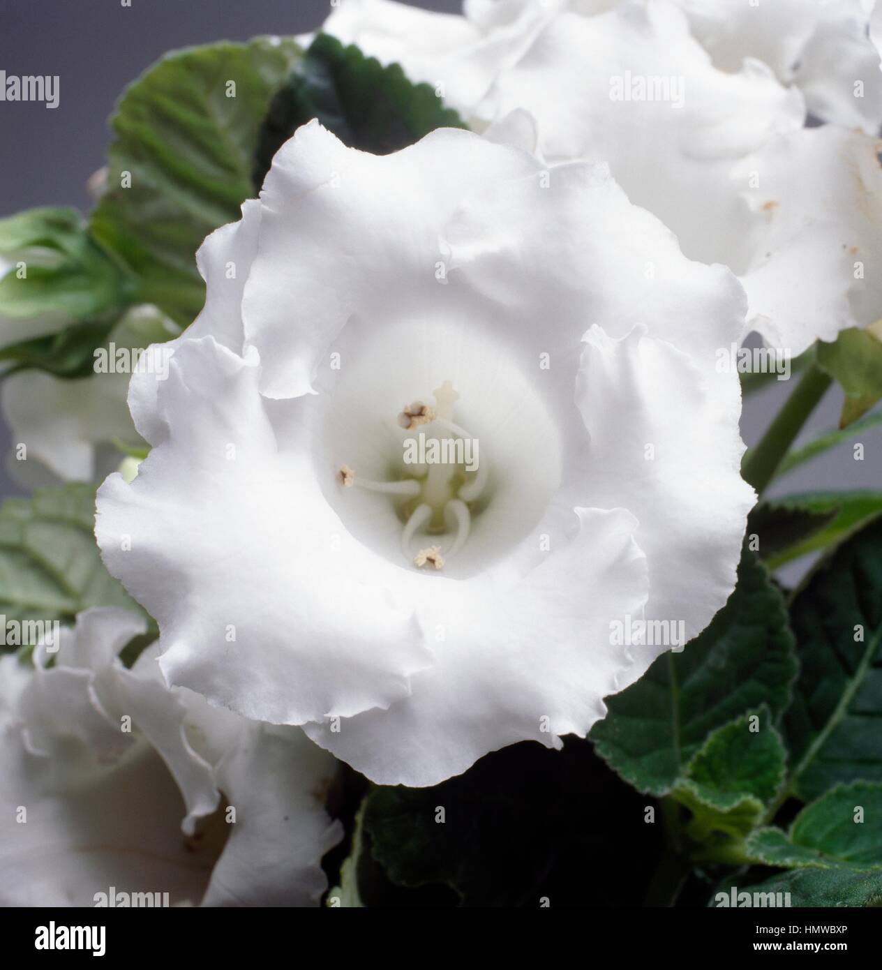 Gloxinia speciosa mont blanc hi-res stock photography and images - Alamy