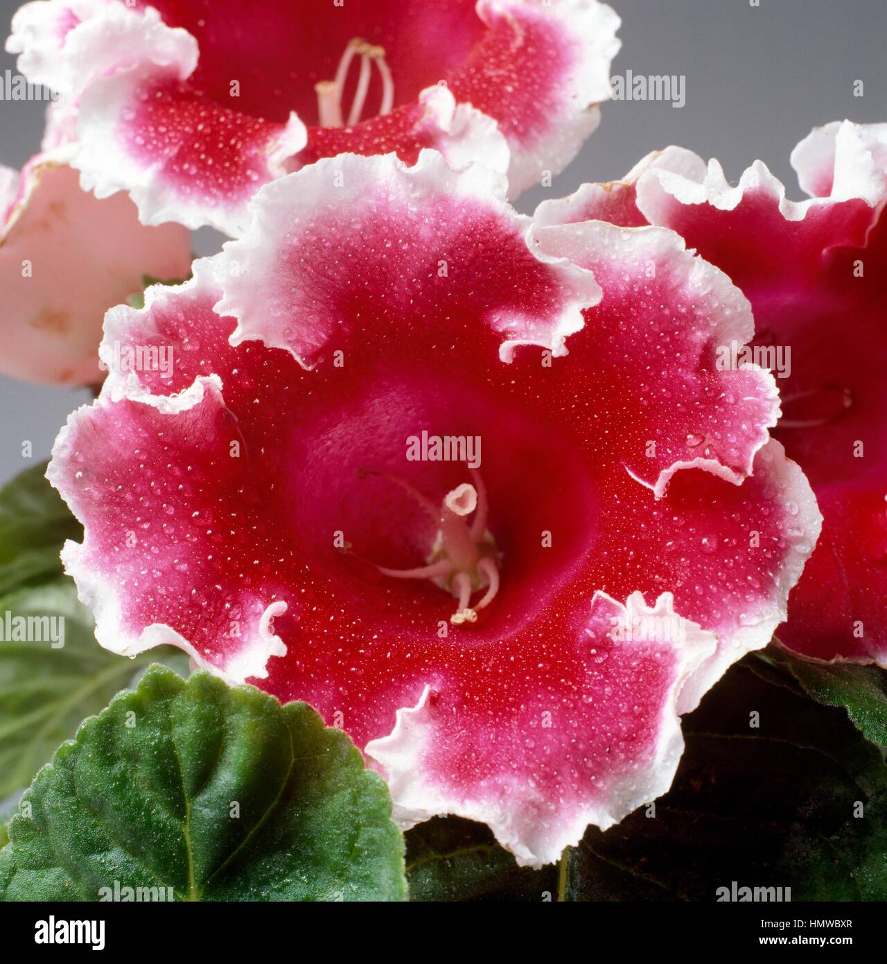 Gloxinia speciosa mont blanc hires stock photography and images Alamy