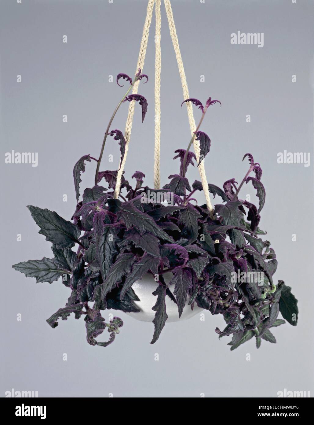 Houseplants - Asteraceae. Velvetplant (Gynura aurantiaca) Stock Photo