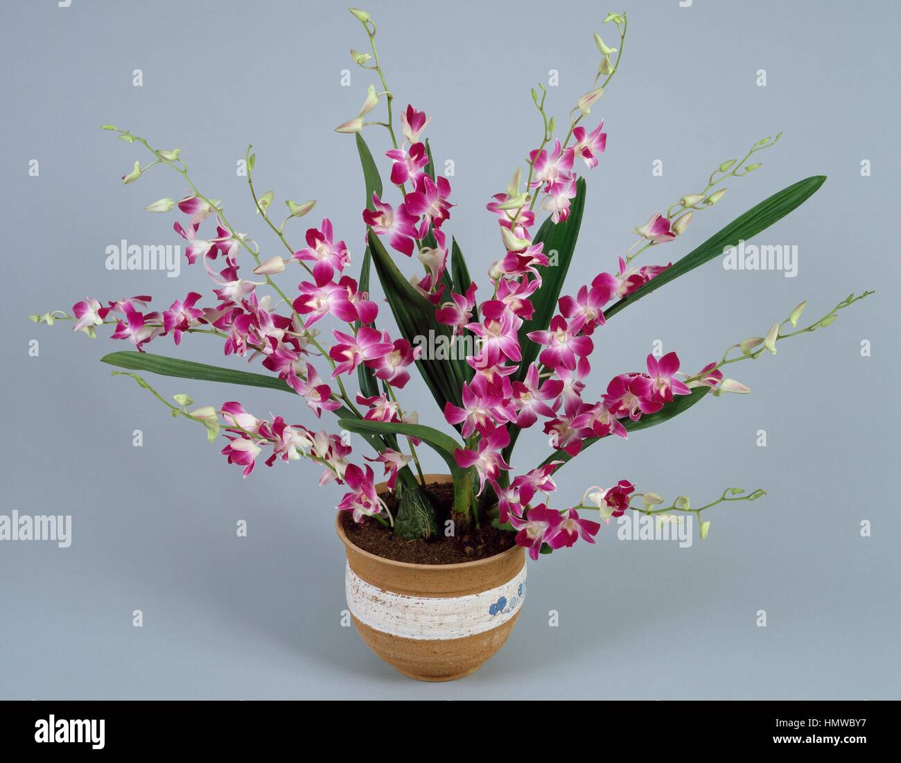 Cooktown orchid (Dendrobium phalaenopsis or Dendrobium bigibbum), Orchidaceae. Stock Photo