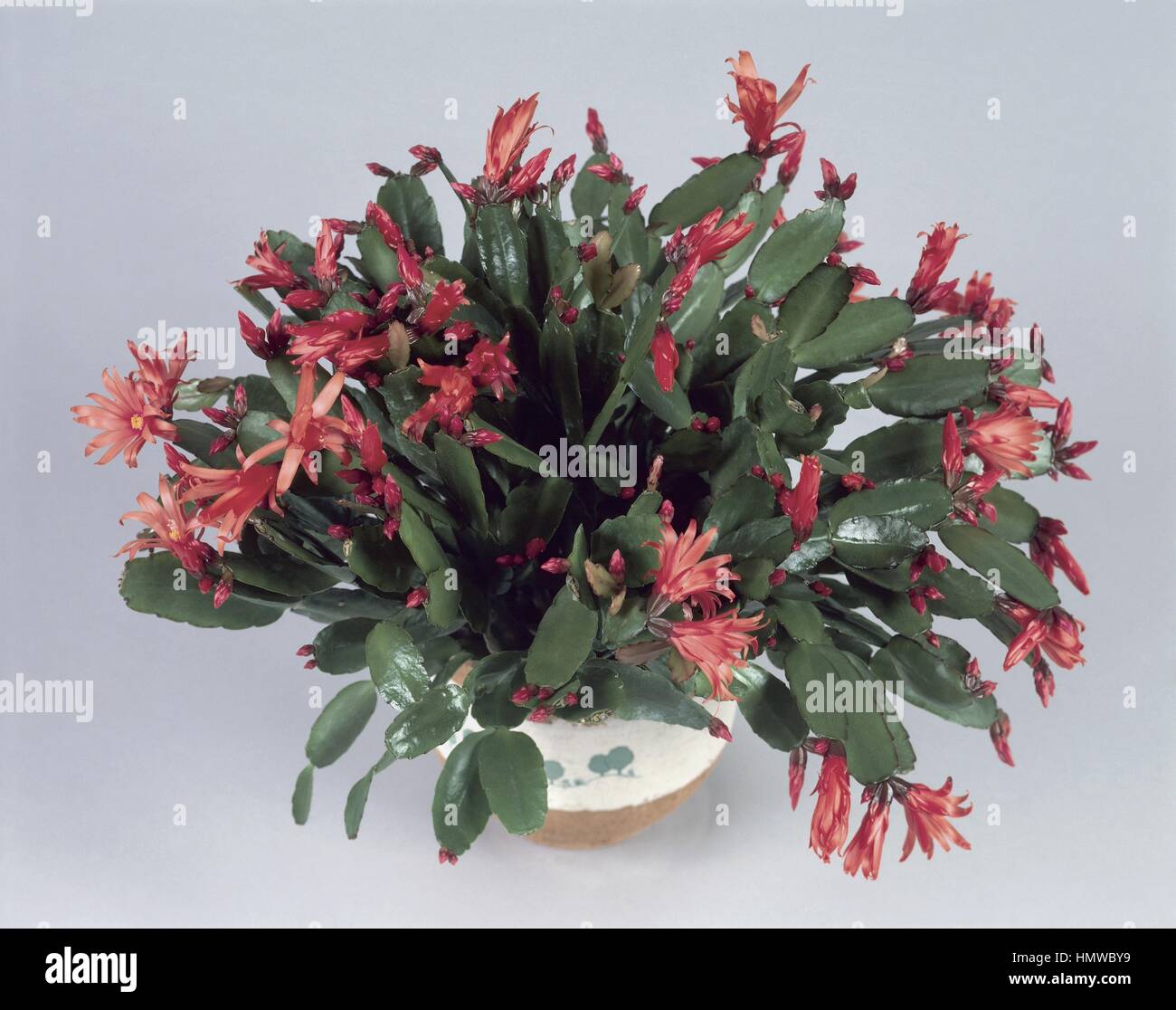 Houseplants - Cactaceae.  Christmas cactus (Schlumbergera russelliana) Stock Photo